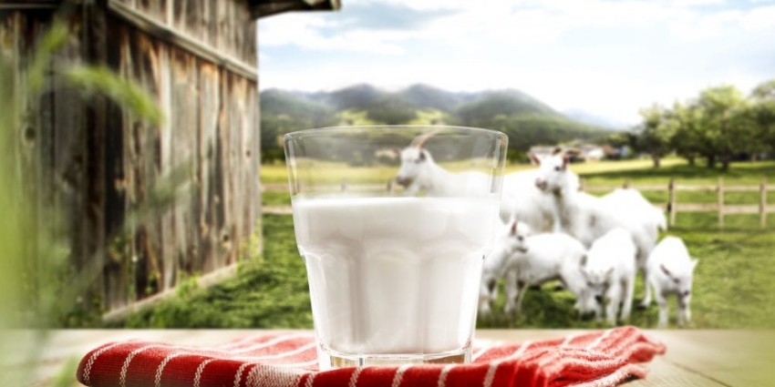 I benefici del latte di capra e le sue proprietà salutari