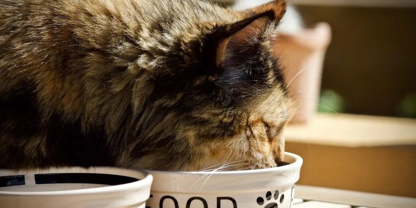 Come scegliere il cibo per i nostri simpatici amici gatti