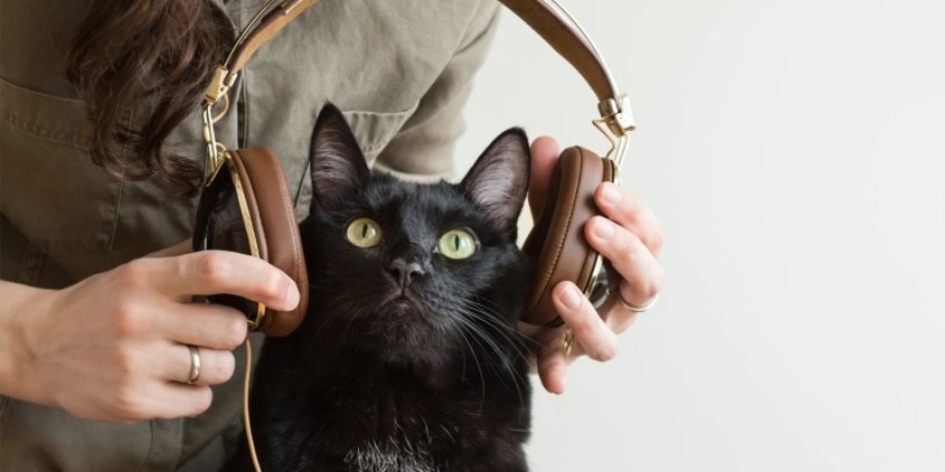 Effetti della musica sui nostri amati animali di compagnia
