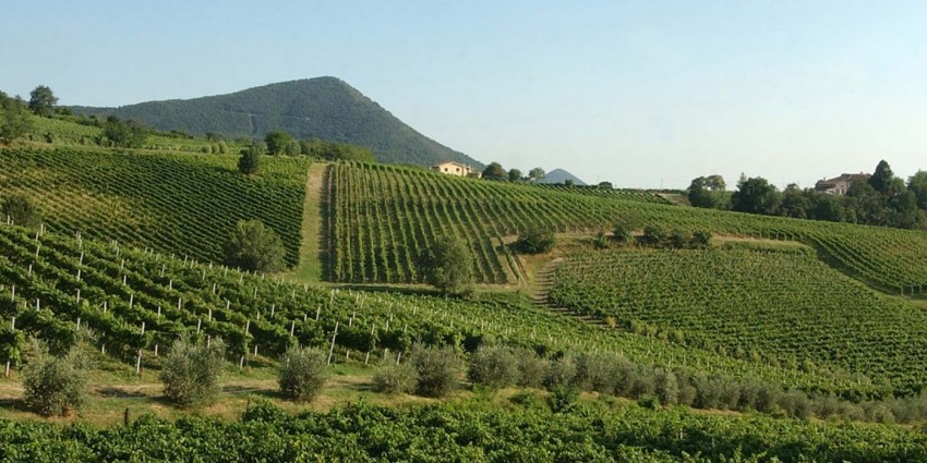 La Strada del Vino, per scoprire i Colli Euganei, un territorio unico, ricco di storia e di tradizioni