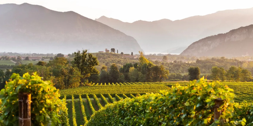 Discover Franciacorta: Vineyards, Sparkling Wine