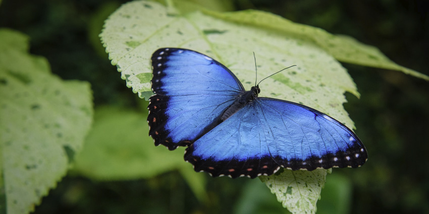 Butterfly Arc: Fairies and Butterflies near Padua
