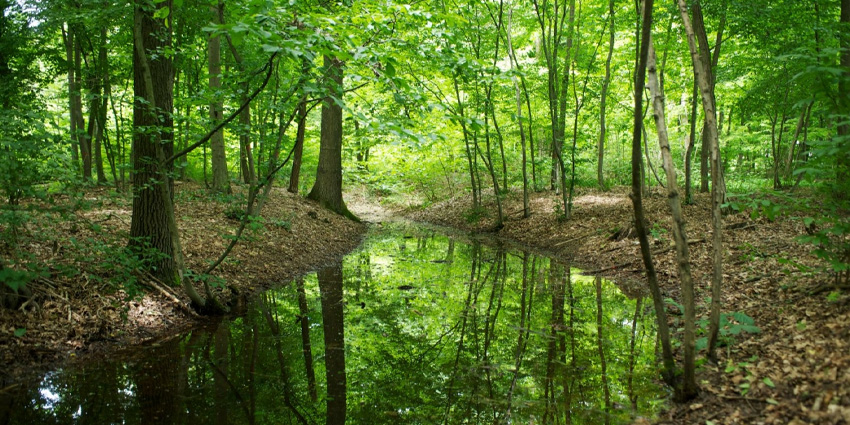 Natural Park of the Bosco delle Sorti della Partecipanza: an emotional journey through an ancient forest