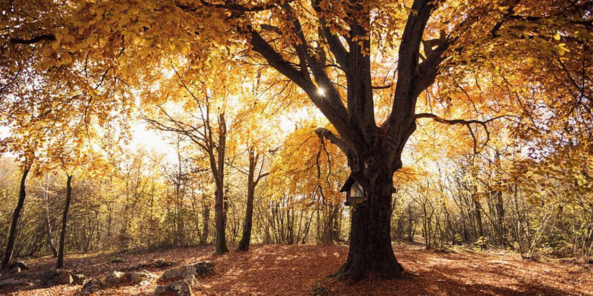 Cariadeghe Plateau Natural Monument: Where Stone Becomes Memory