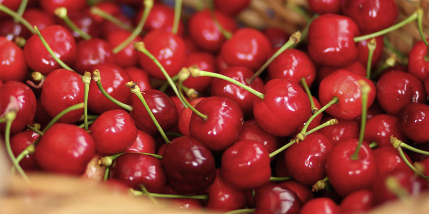 Cherries of the Euganean Hills: the authentic taste of an Italian spring