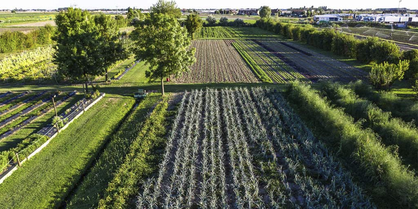 Polesine Agriculture: the authentic story of a land shaped by water and seasons
