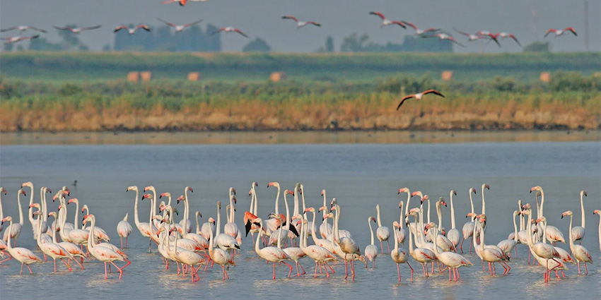 Oasi di Boscoforte: Discovering One of the Most Exclusive Nature Experiences in the Po Delta
