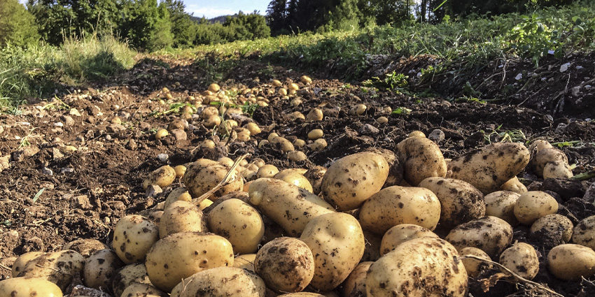 Rotzo Potatoes: Discovering One of Italy’s Most Authentic Mountain Flavors