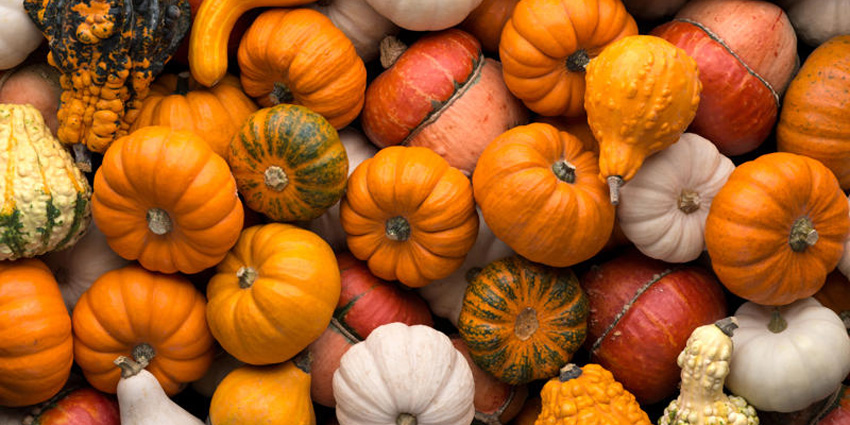 The Charm of Pumpkins: A Journey Through Colors, Flavors, and Traditions