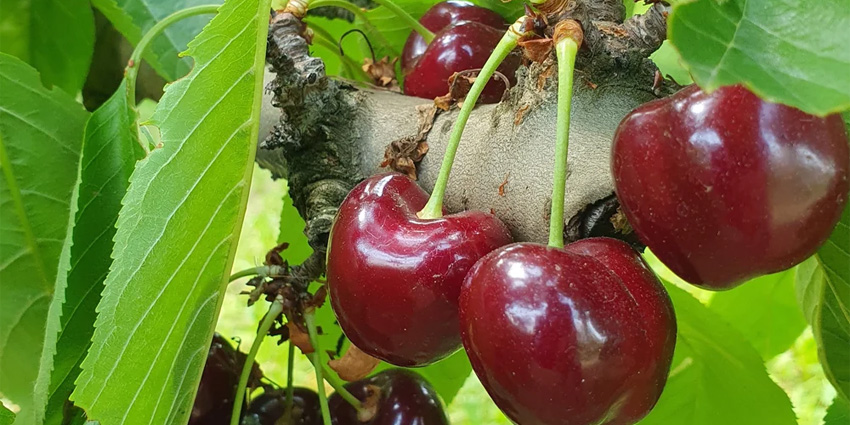 Cherries of the Euganean Hills: A Sweet Taste of Authentic Italy