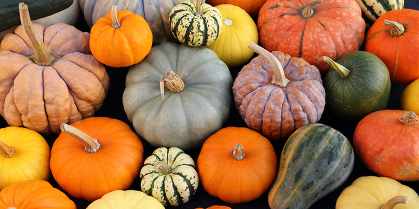 Pumpkin Season: A Journey Through Autumn Flavors, Colors and Traditions